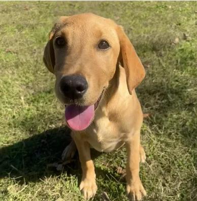 Gabby, a Adoptable Labrador Retriever in Neosho, MO image 2/3