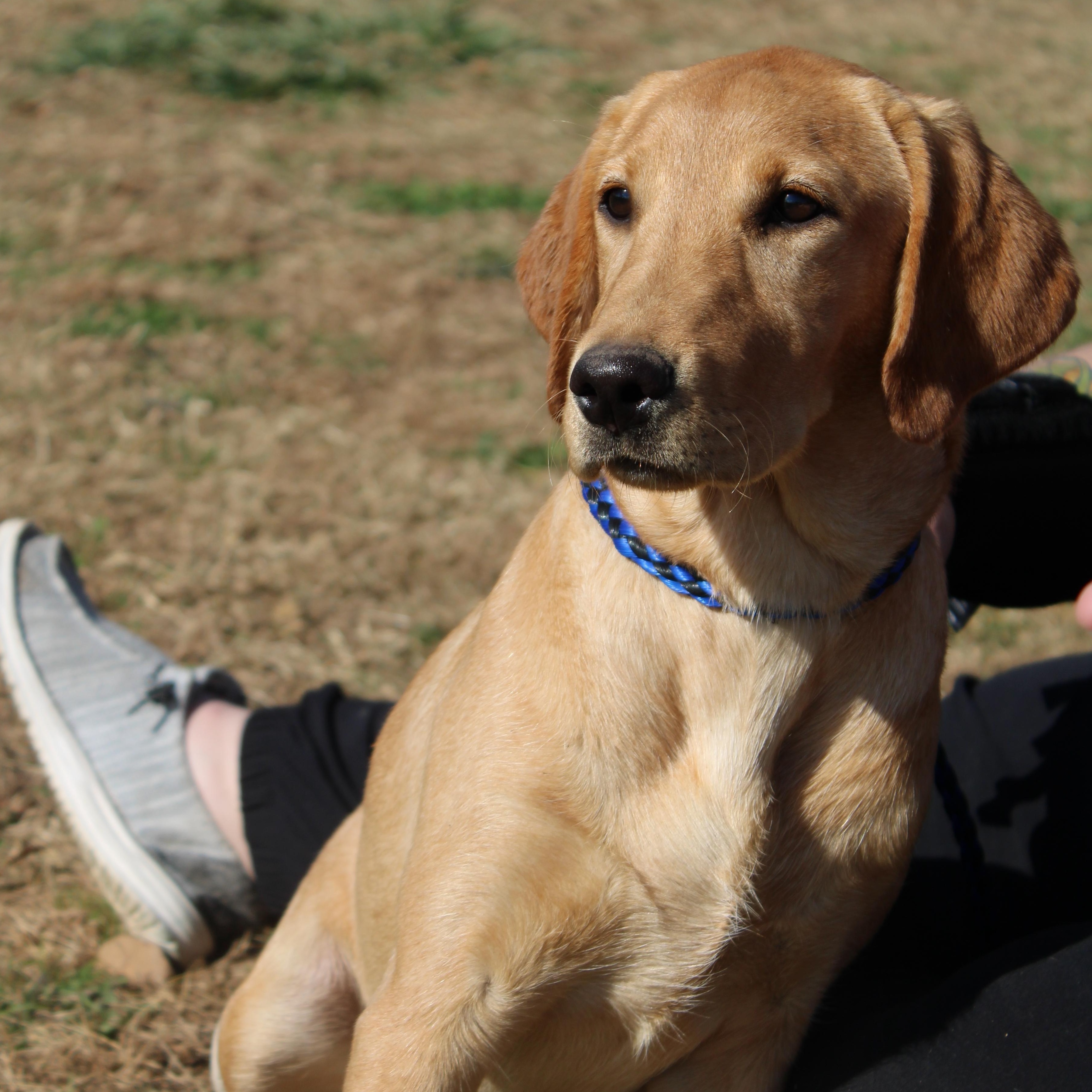 Gabby, Adoptable, Young Female Labrador Retriever.
