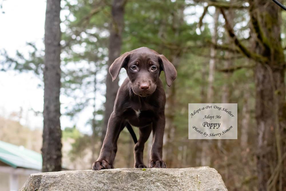 Enlarge POPPY, a Adoptable mixed breed in Shelton, WA image 4/6