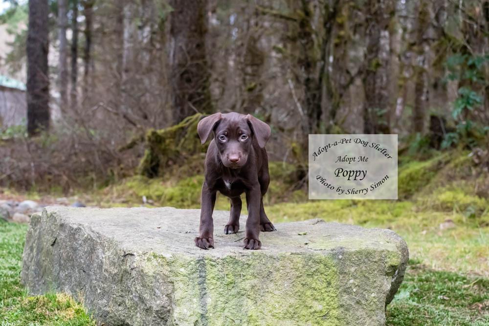 Enlarge POPPY, a Adoptable mixed breed in Shelton, WA image 5/6
