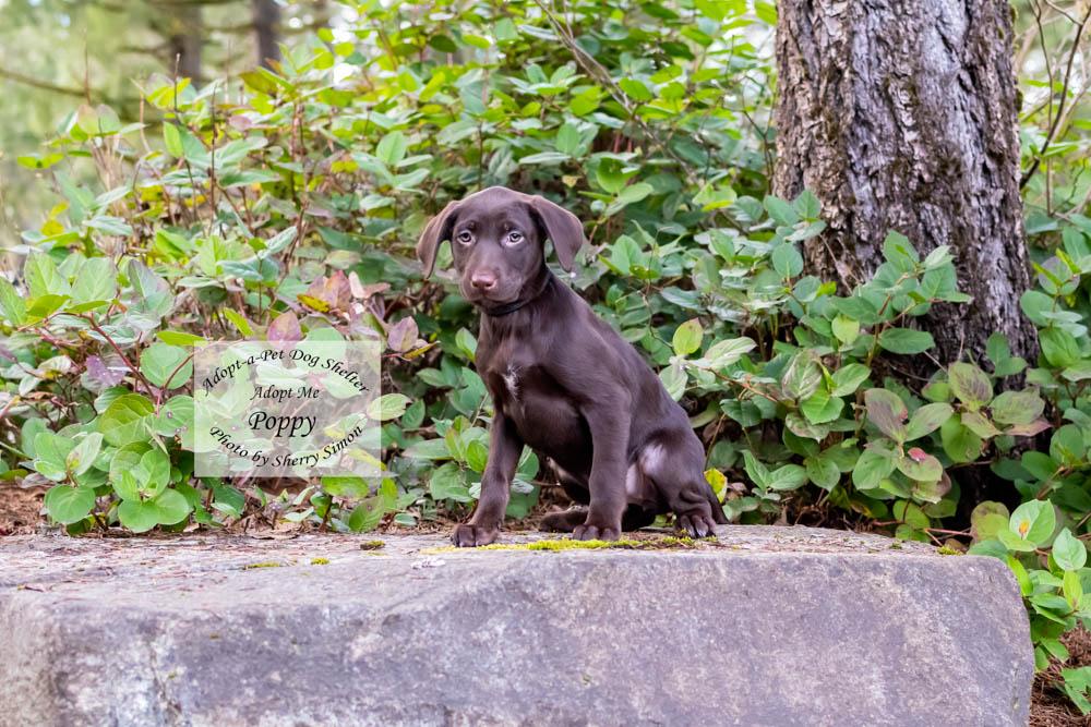 Enlarge POPPY, a Adoptable mixed breed in Shelton, WA image 1/6