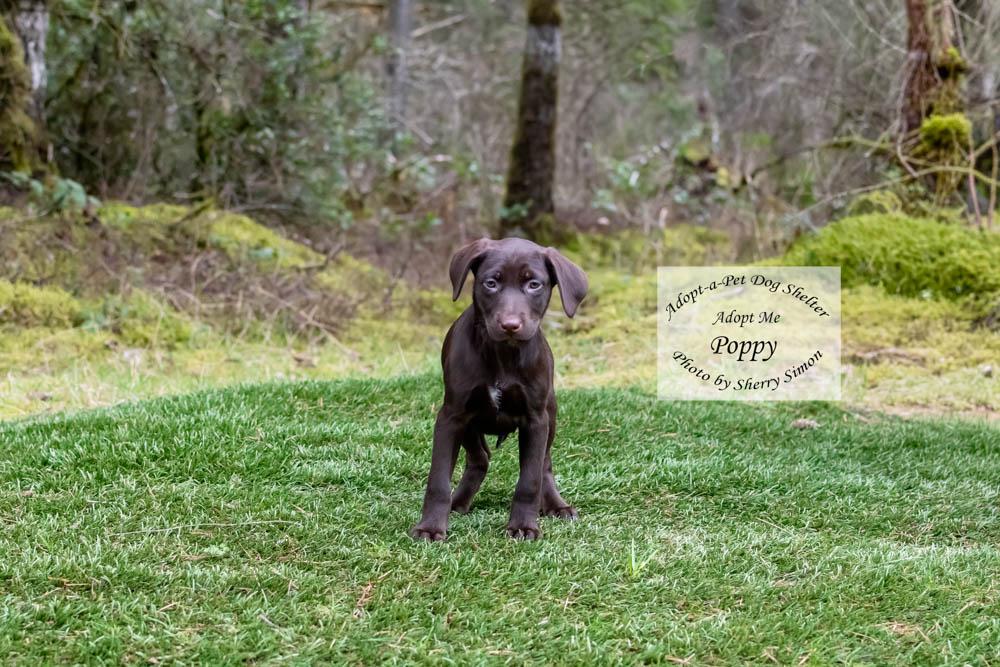 Enlarge POPPY, a Adoptable mixed breed in Shelton, WA image 6/6