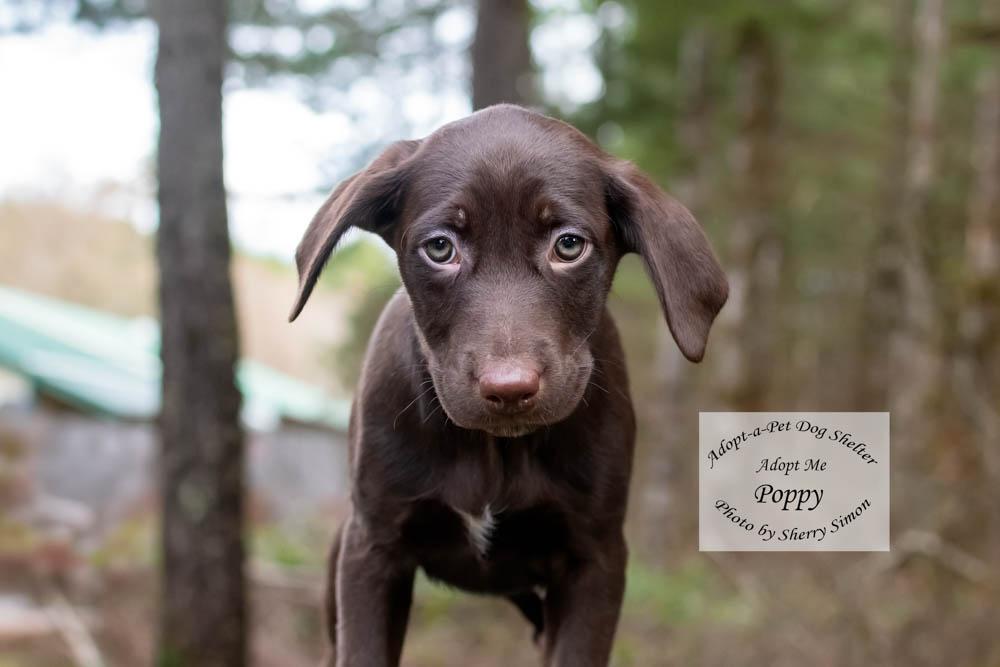 Enlarge POPPY, a Adoptable mixed breed in Shelton, WA image 2/6