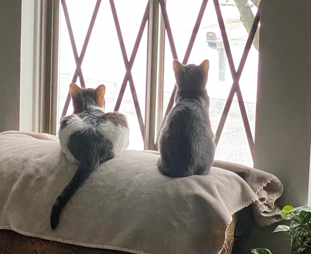 Greyson (gray) and Trixie (white & gray) 3