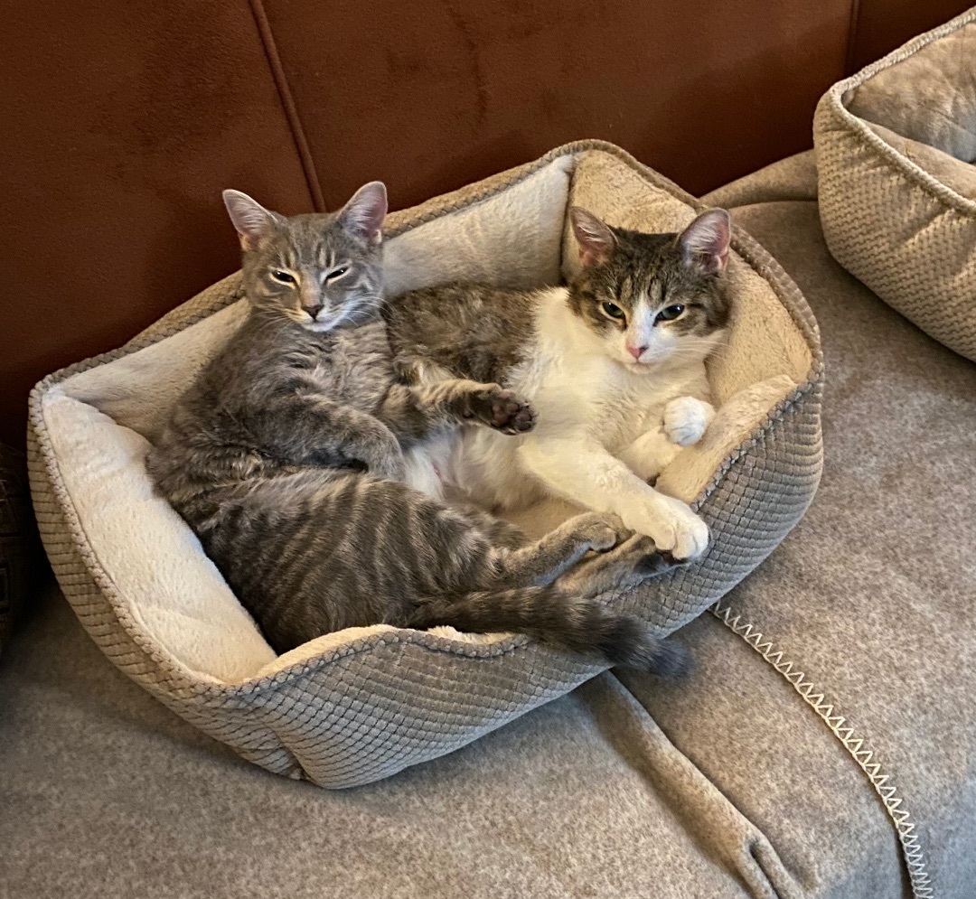 Greyson (gray) and Trixie (white & gray) 1