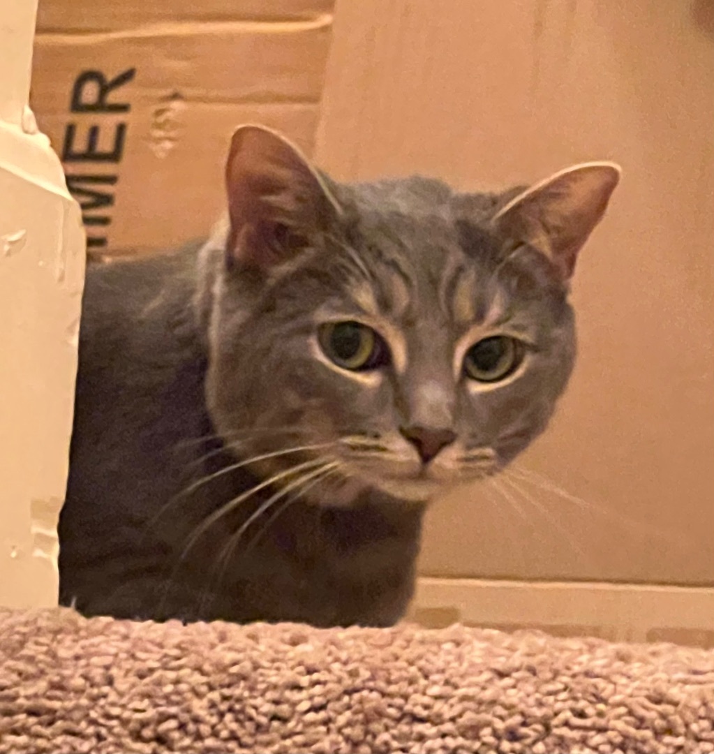 Greyson (gray) and Trixie (white & gray) 5