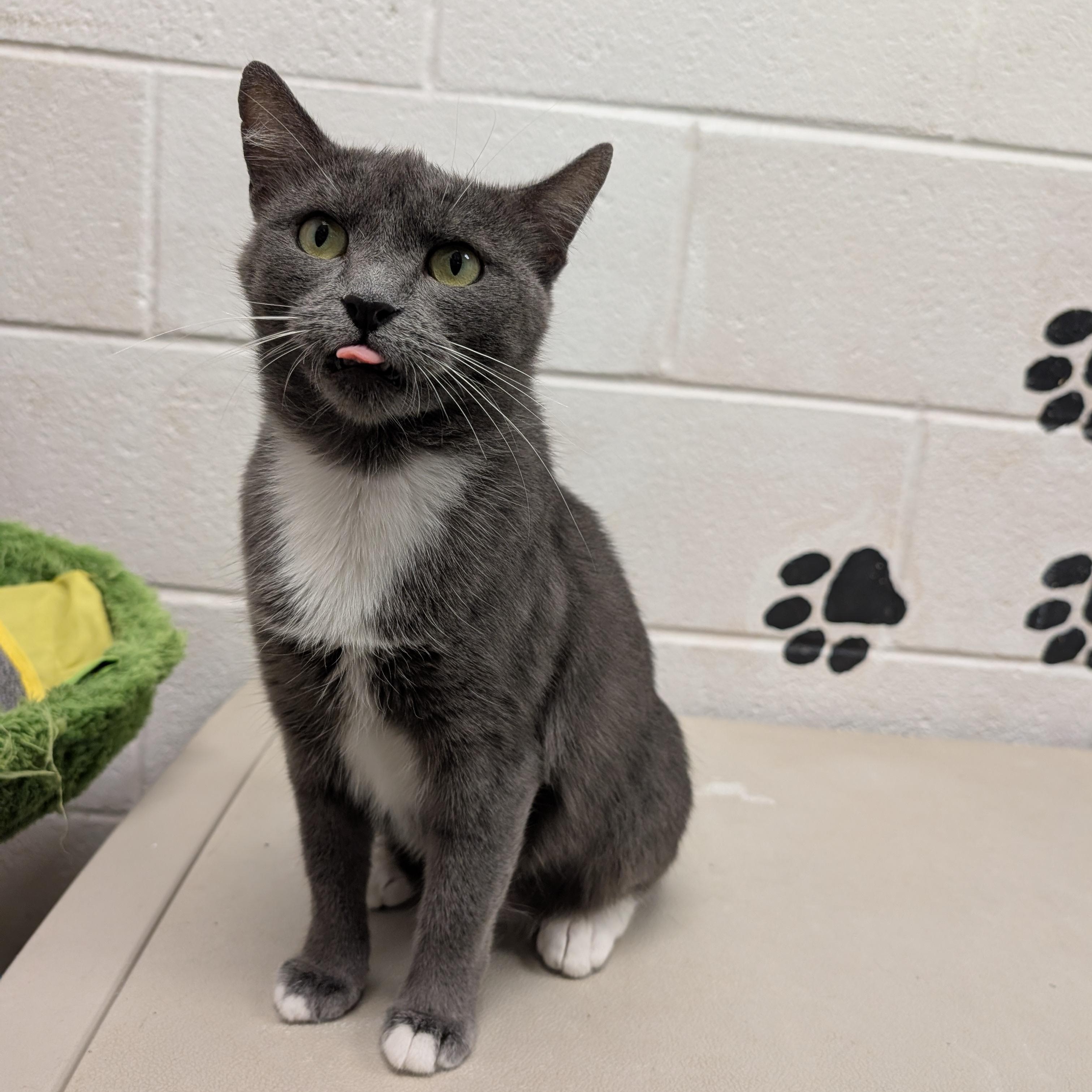 Enlarge Bella, a ADOPTABLE Domestic Short Hair in Smithfield, NC image 2/4