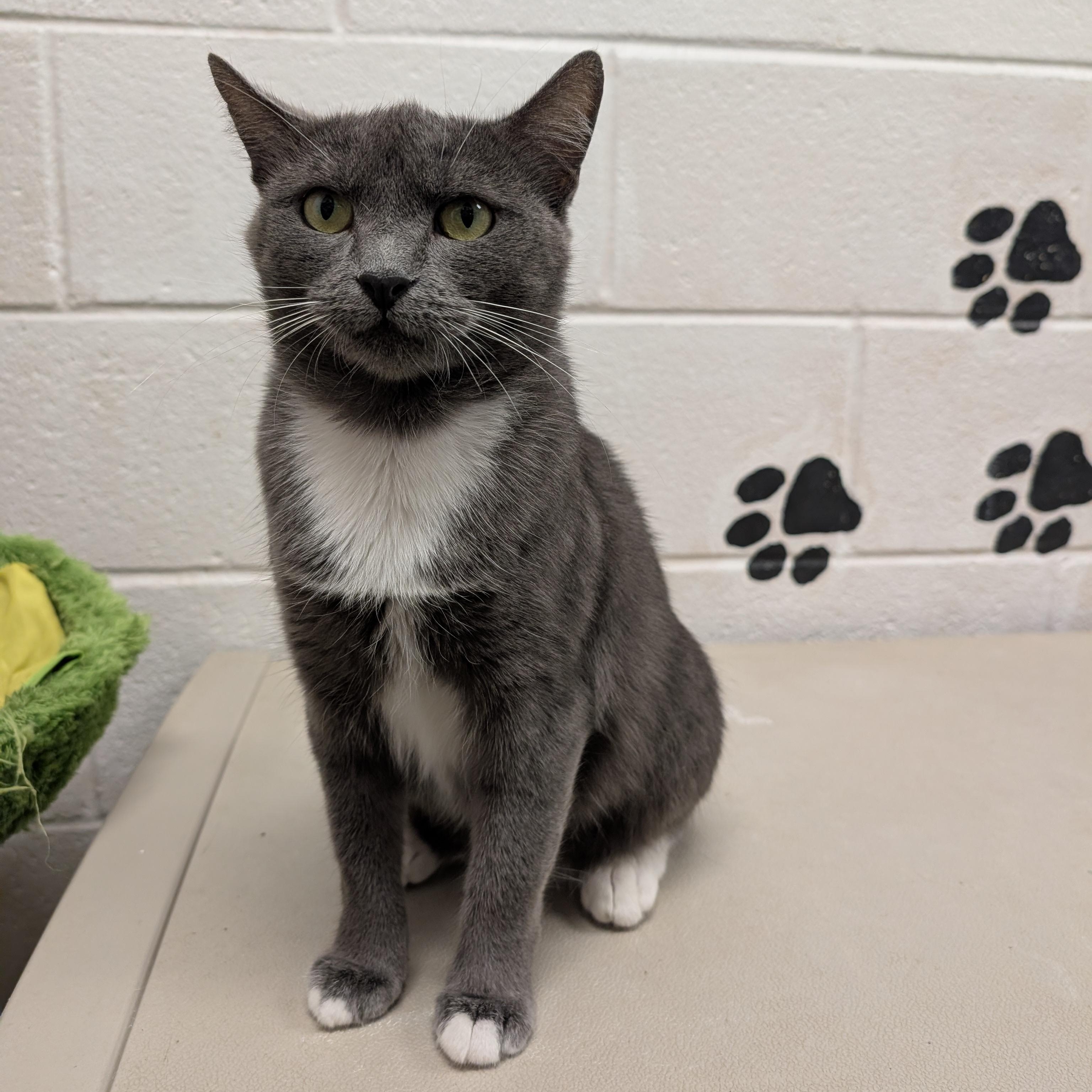 Enlarge Bella, a ADOPTABLE Domestic Short Hair in Smithfield, NC image 4/4