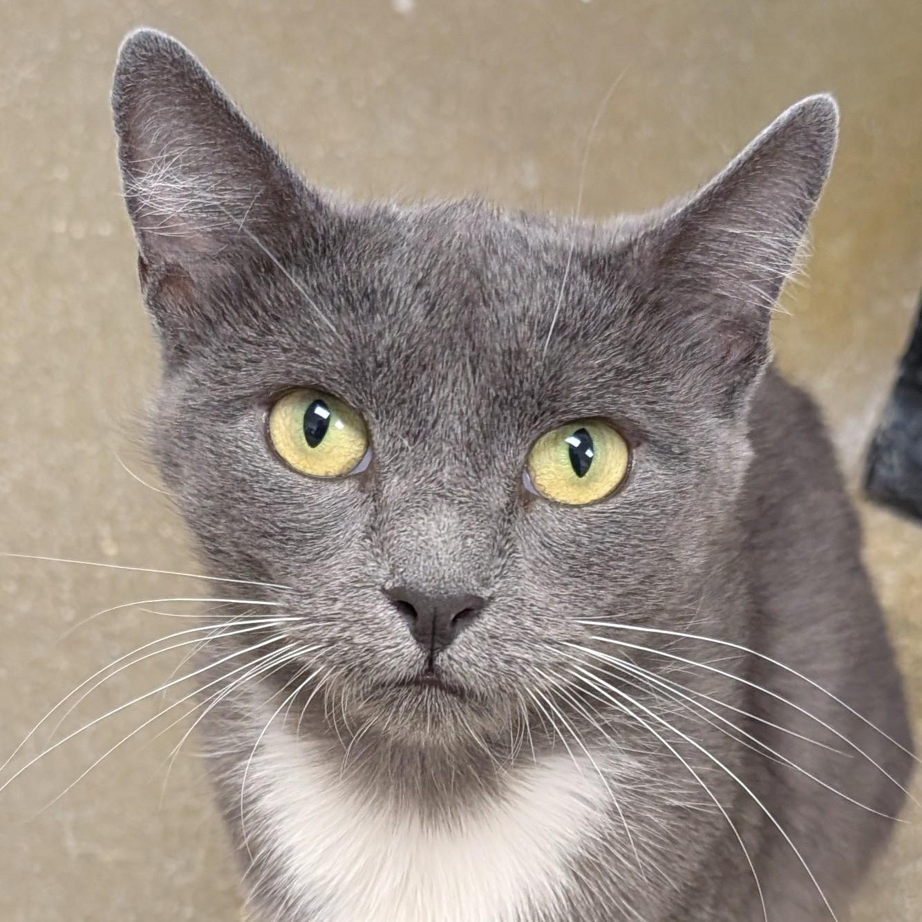 Bella, ADOPTABLE, Young Female Domestic Short Hair.