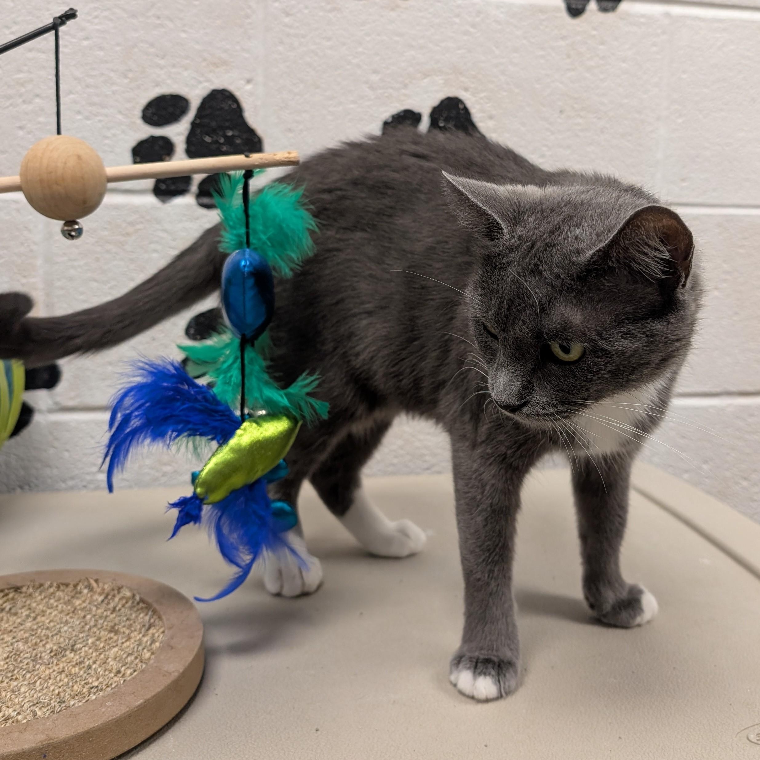 Enlarge Bella, a ADOPTABLE Domestic Short Hair in Smithfield, NC image 3/4