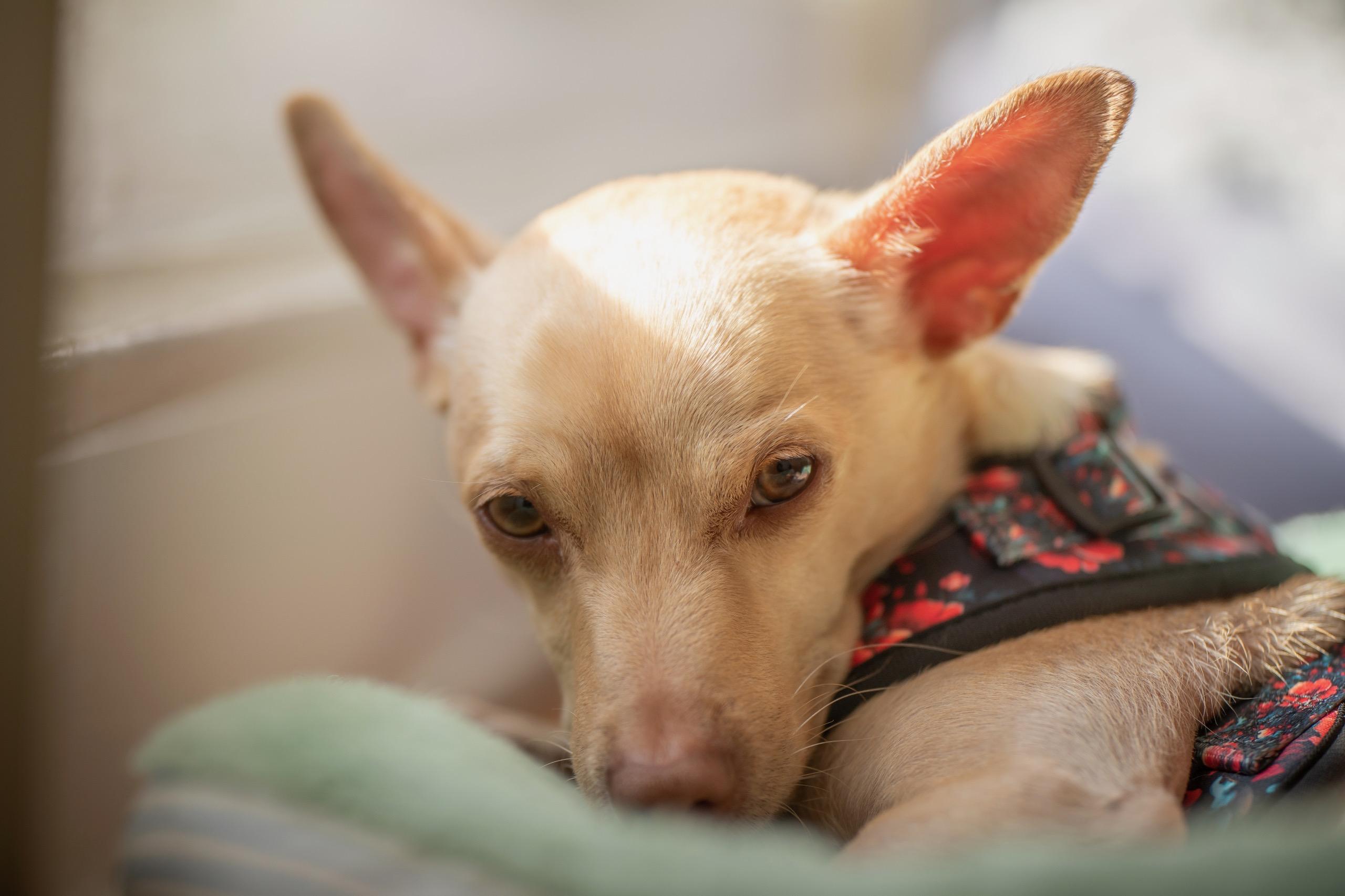 Bailey, Adult Male Chihuahua