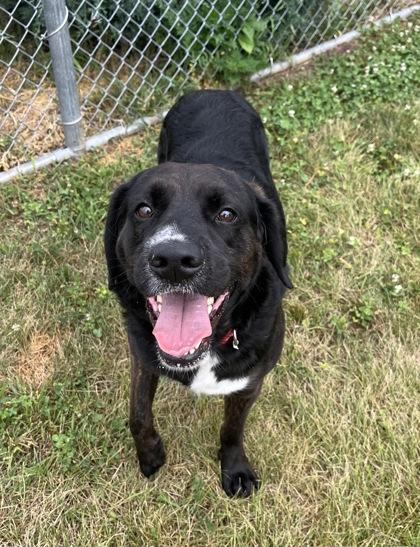 Enlarge Froggy, a Adoptable mixed breed in Columbus, IN image 1/3