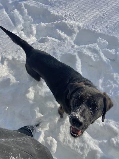 Froggy, Adoptable, Adult Male Labrador Retriever & Mixed Breed.