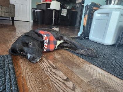 Froggy, Adoptable, Adult Male Labrador Retriever & Mixed Breed.