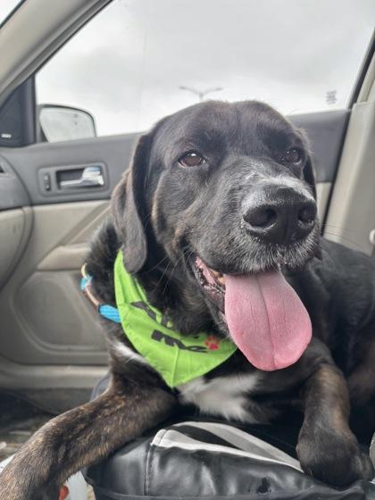 Enlarge Froggy, a Adoptable mixed breed in Columbus, IN image 3/3