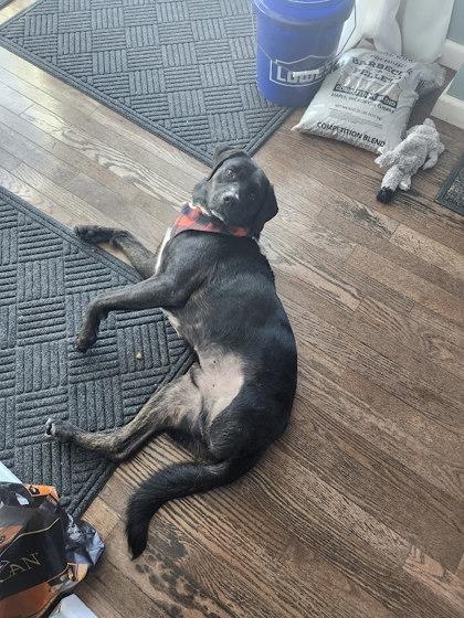 Enlarge Froggy, a Adoptable mixed breed in Columbus, IN image 3/3