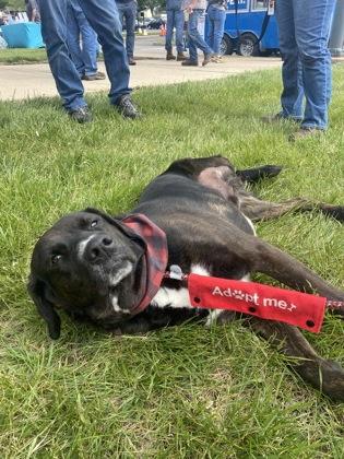 Froggy, a Adoptable mixed breed in Columbus, IN image 3/3
