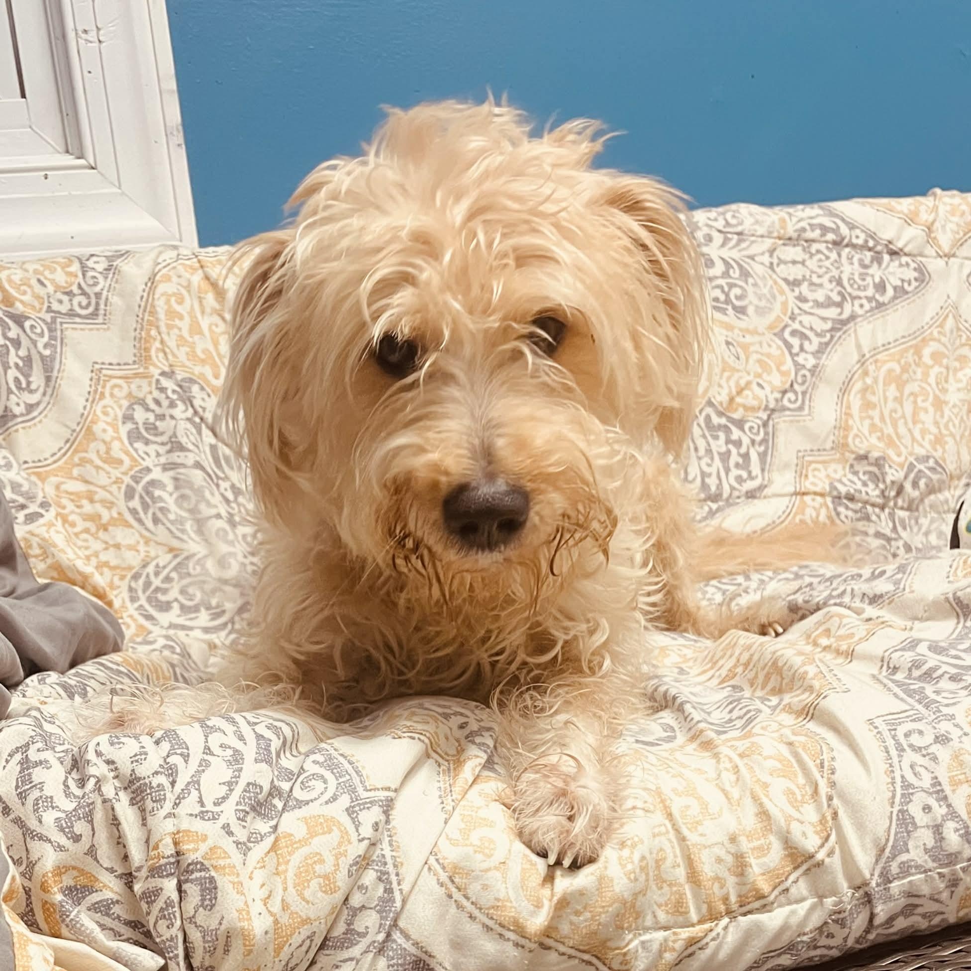 Benji, adopted, Adult Male Wheaten Terrier & Schnauzer.