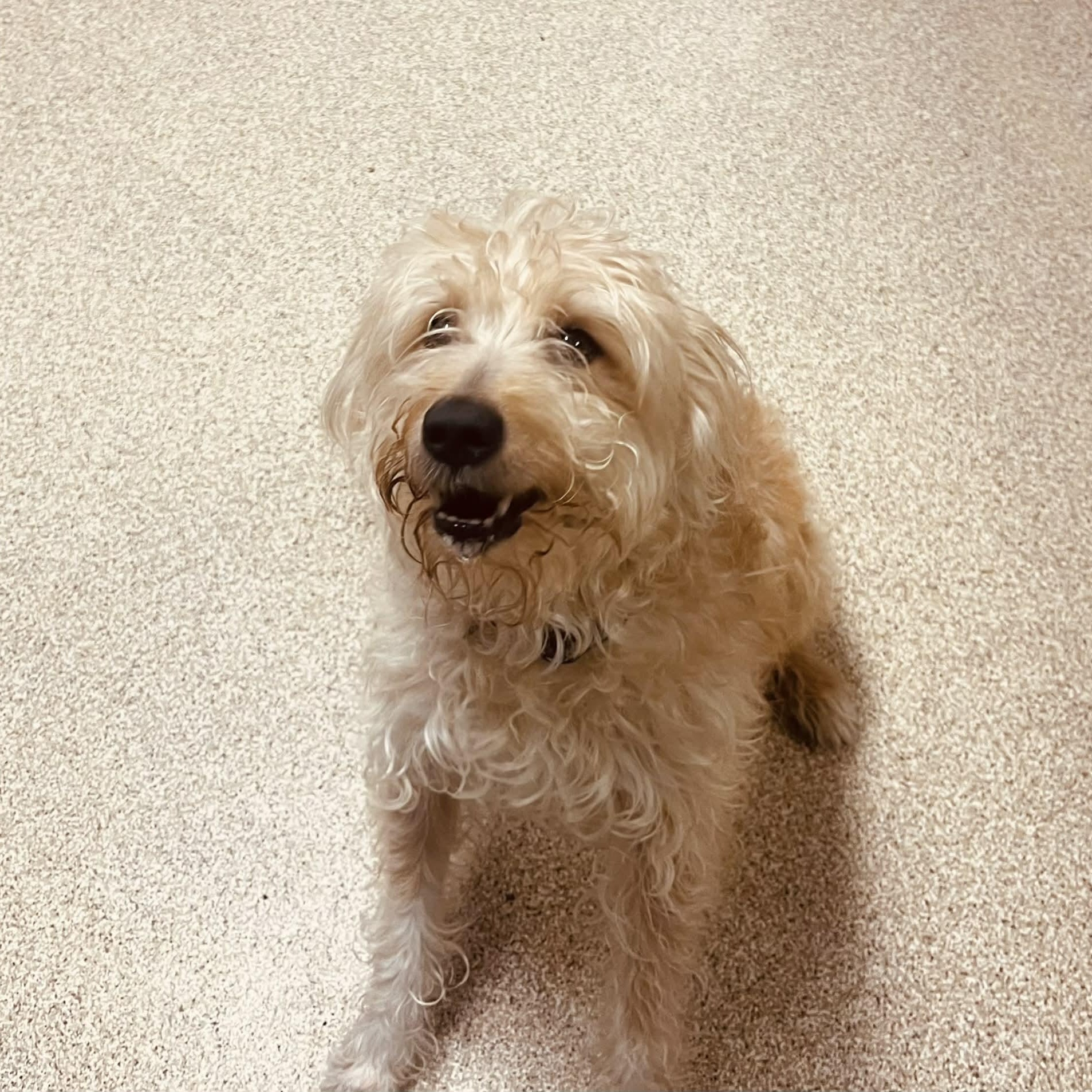 Enlarge Benji, an adopted mixed breed in Sunderland, MD image 3/6