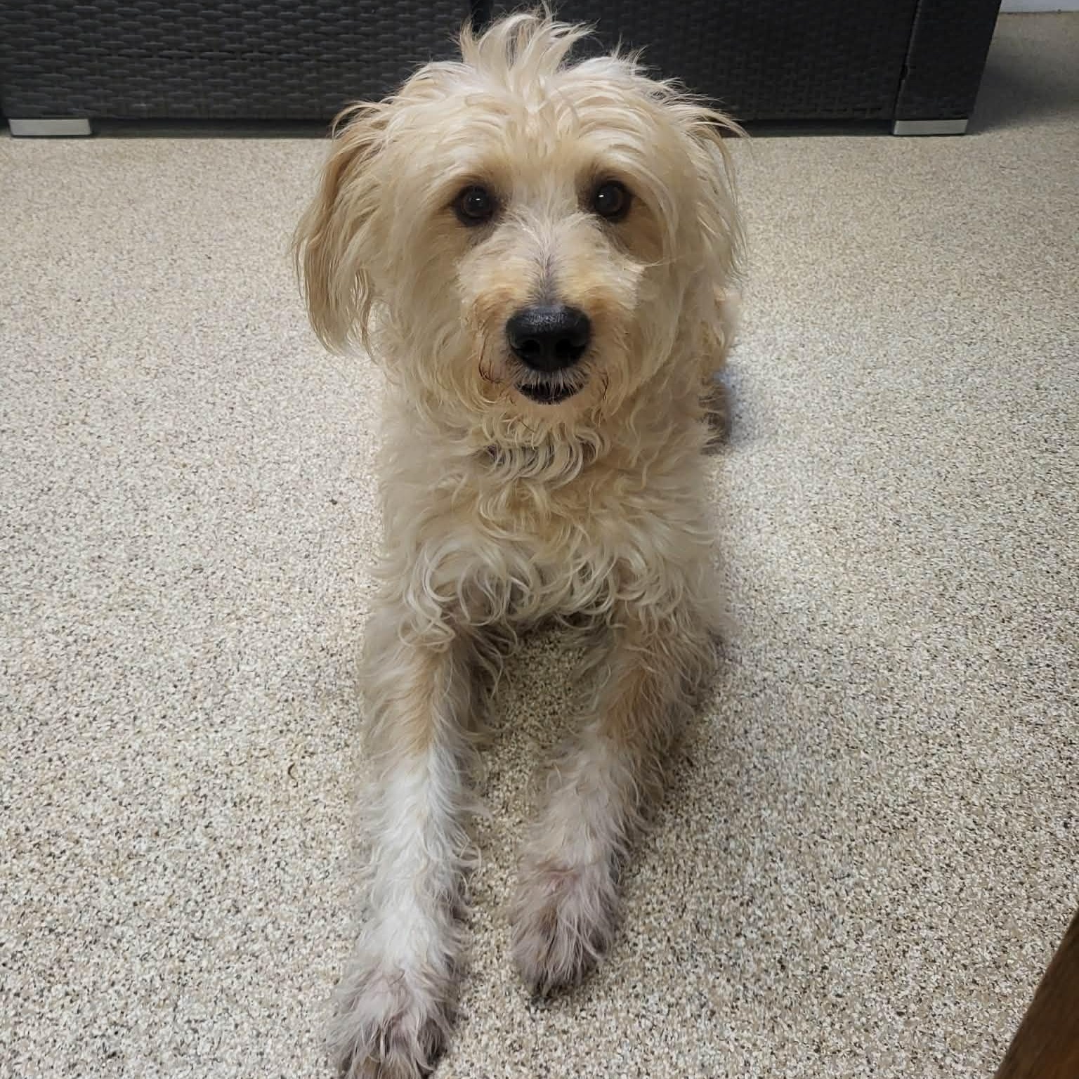 Enlarge Benji, an adopted mixed breed in Sunderland, MD image 5/6