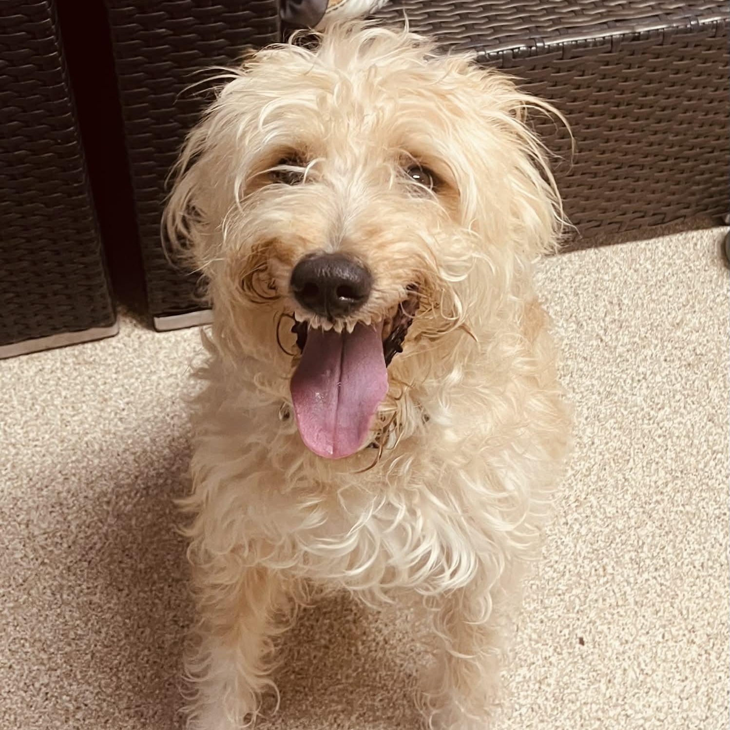 Enlarge Benji, an adopted mixed breed in Sunderland, MD image 2/6