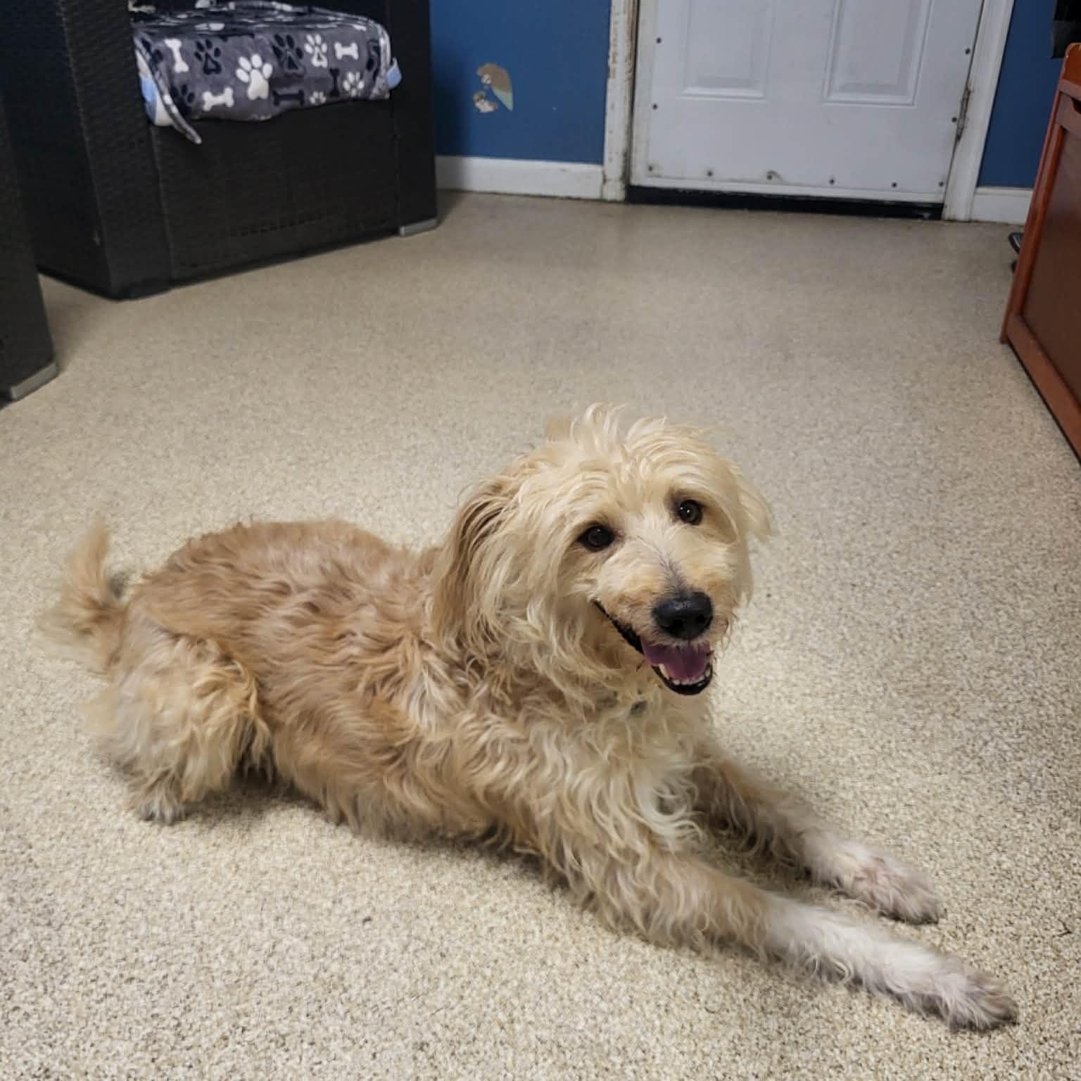 Enlarge Benji, an adopted mixed breed in Sunderland, MD image 4/6