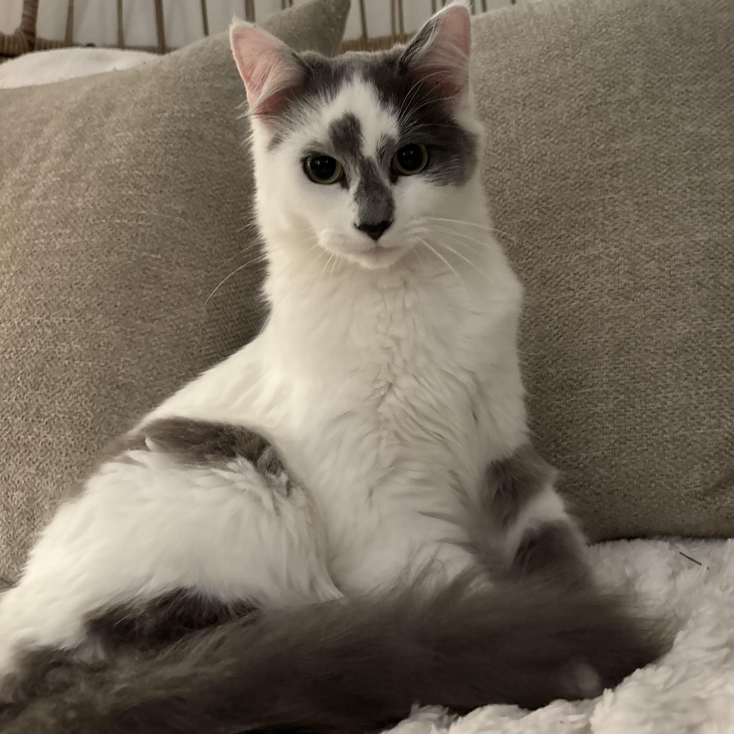 Enlarge Coconut , an adopted Domestic Long Hair in Santa Ana, CA image 3/3