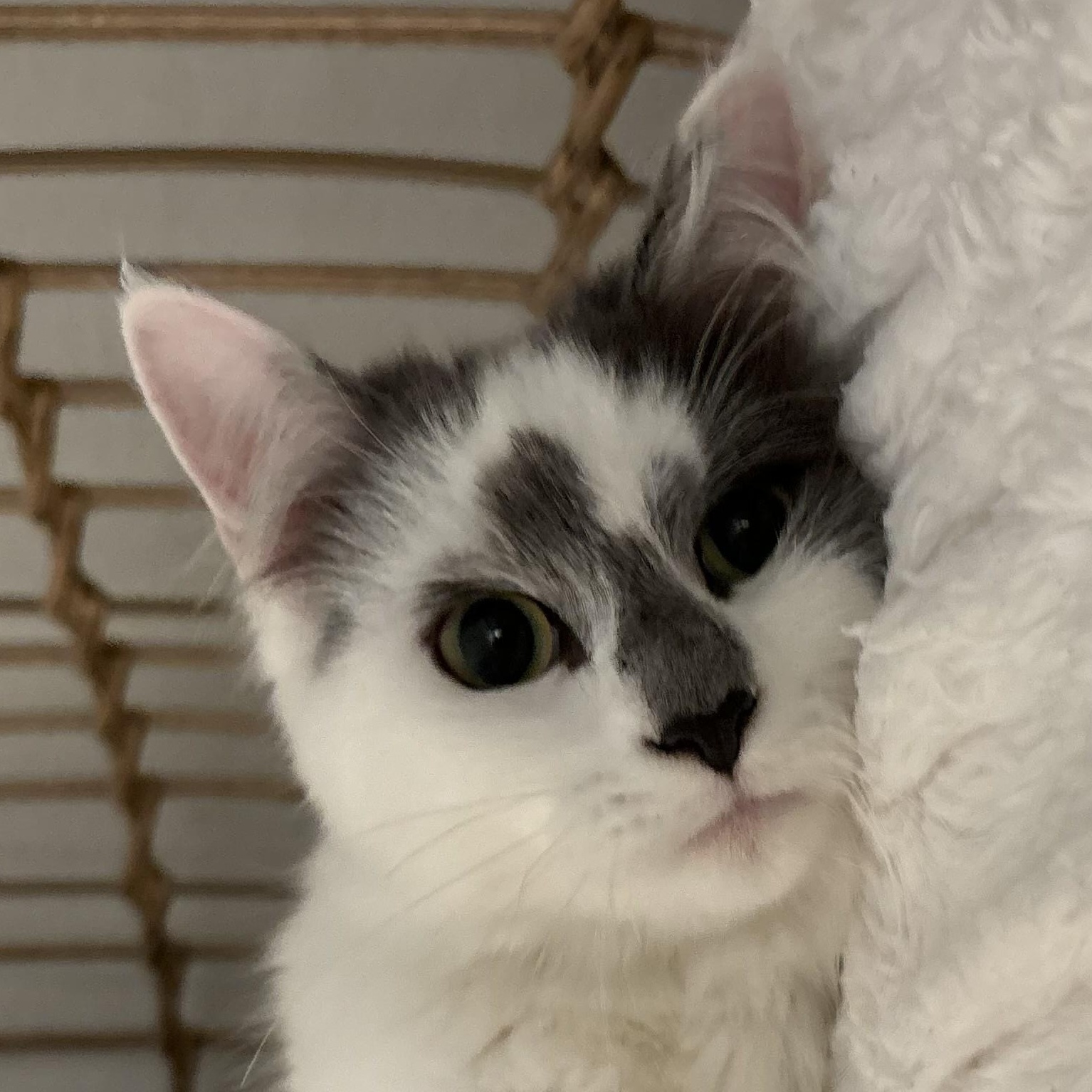 Enlarge Coconut , an adopted Domestic Long Hair in Santa Ana, CA image 1/3