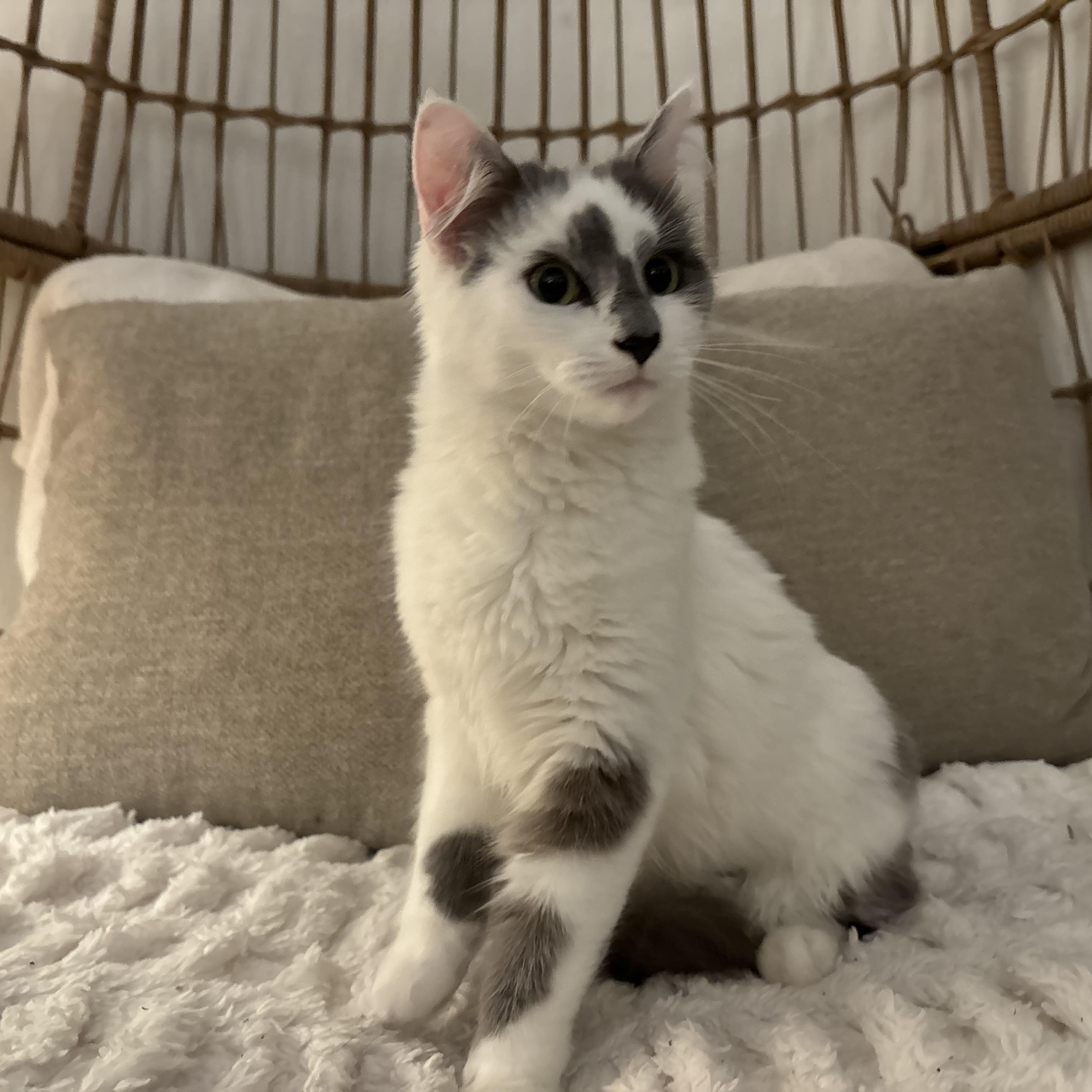 Enlarge Coconut , an adopted Domestic Long Hair in Santa Ana, CA image 2/3