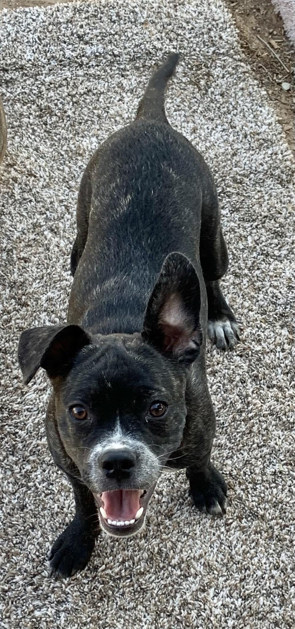 Enlarge Mookie, a Adopted mixed breed in Tempe, AZ image 1/6