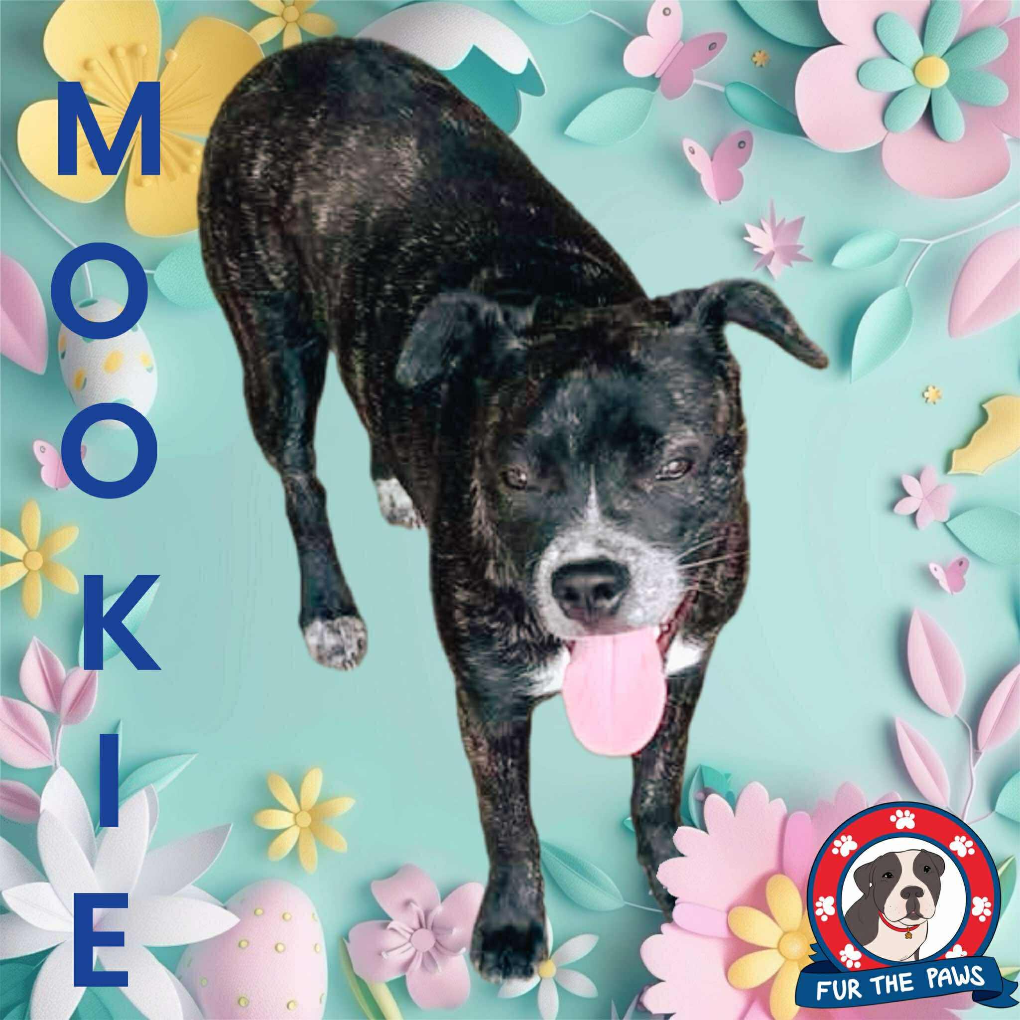 Enlarge Mookie, a Adopted mixed breed in Tempe, AZ image 2/6