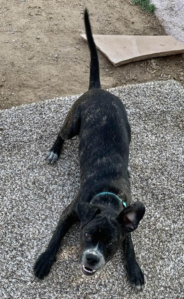 Enlarge Mookie, a Adopted mixed breed in Tempe, AZ image 3/6