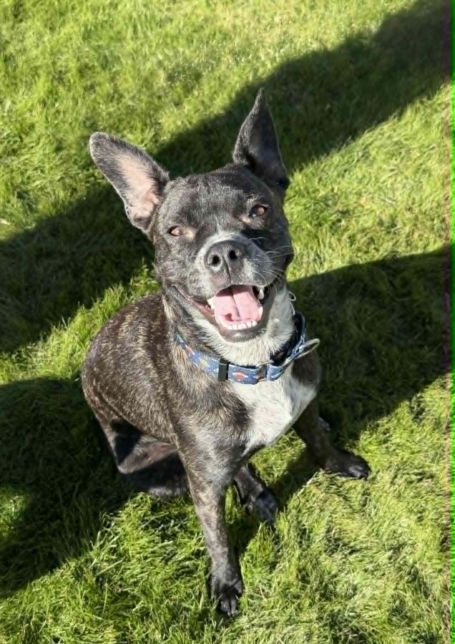 Enlarge Mookie, a Adopted mixed breed in Tempe, AZ image 4/6