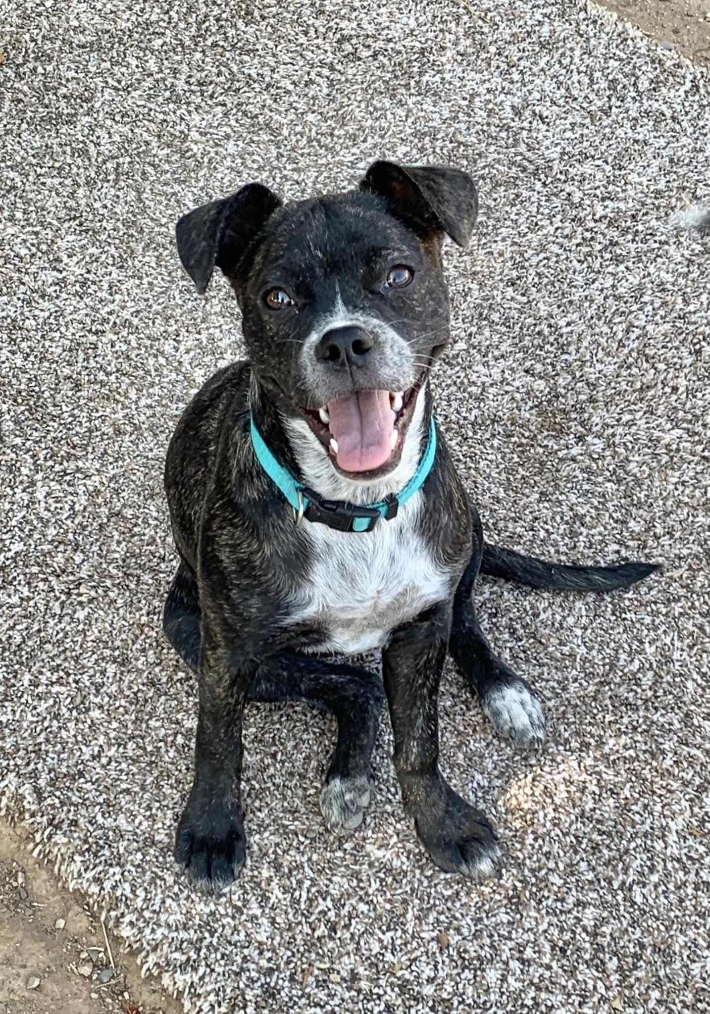 Enlarge Mookie, a Adopted mixed breed in Tempe, AZ image 5/6