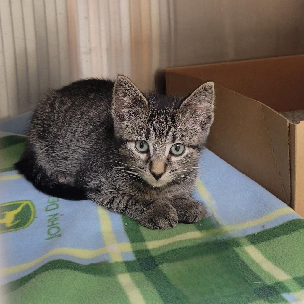 Serrano (mild), a Adoptable Domestic Short Hair in Milan, IL image 2/2
