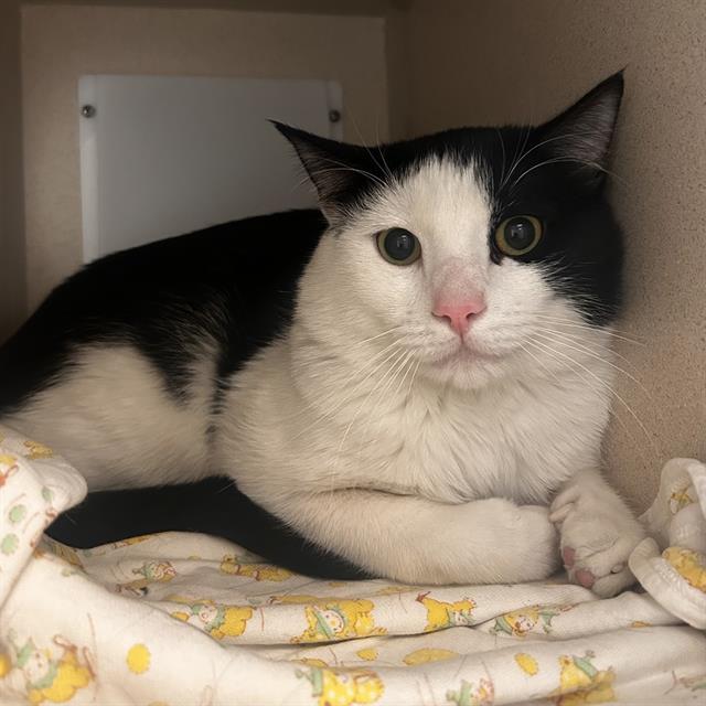 Enlarge BUGGS, a Adoptable Domestic Short Hair in Denver, CO image 1/1