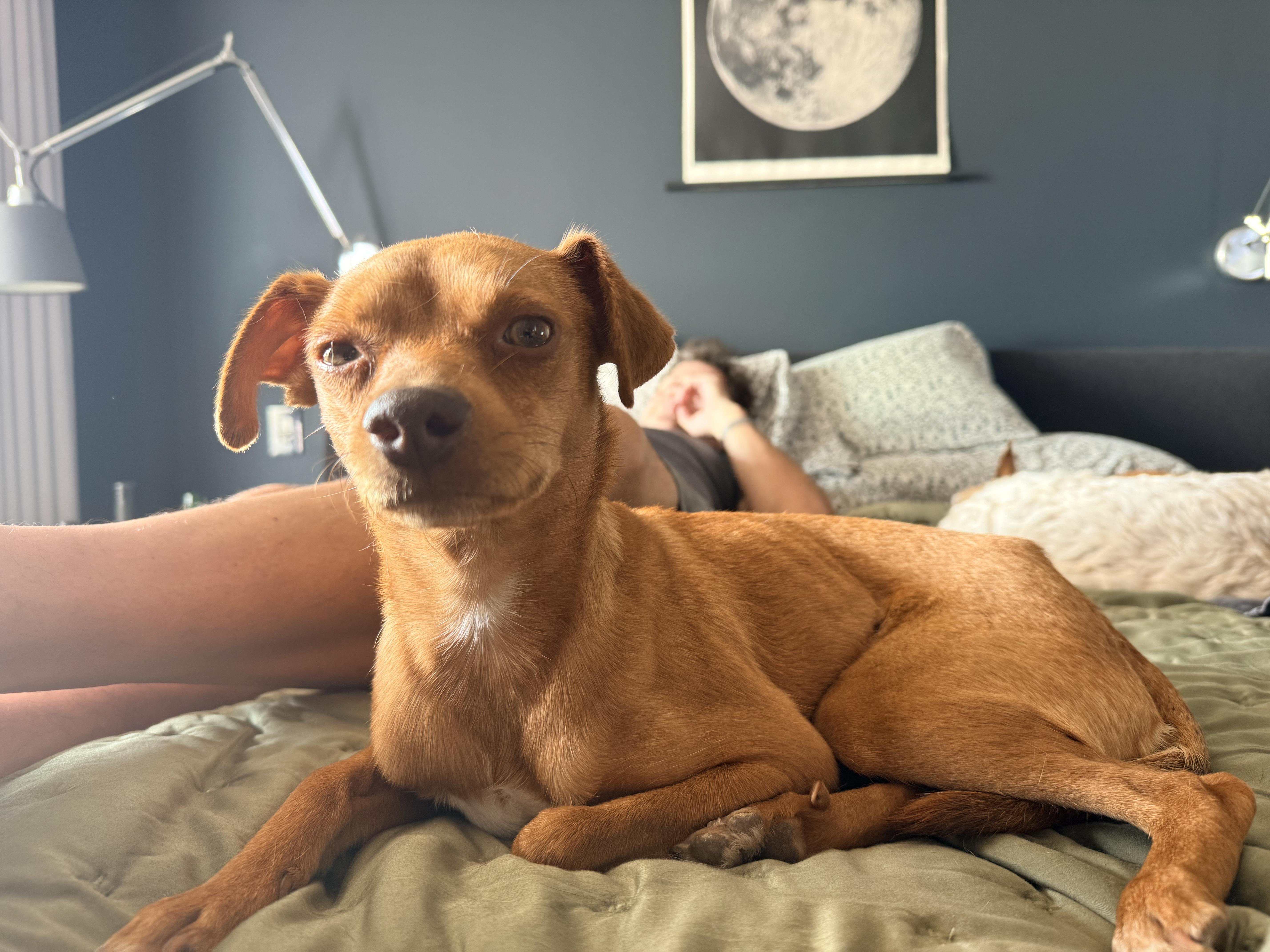 Enlarge SAMMY, a ADOPTABLE mixed breed in los angeles, CA image 2/6