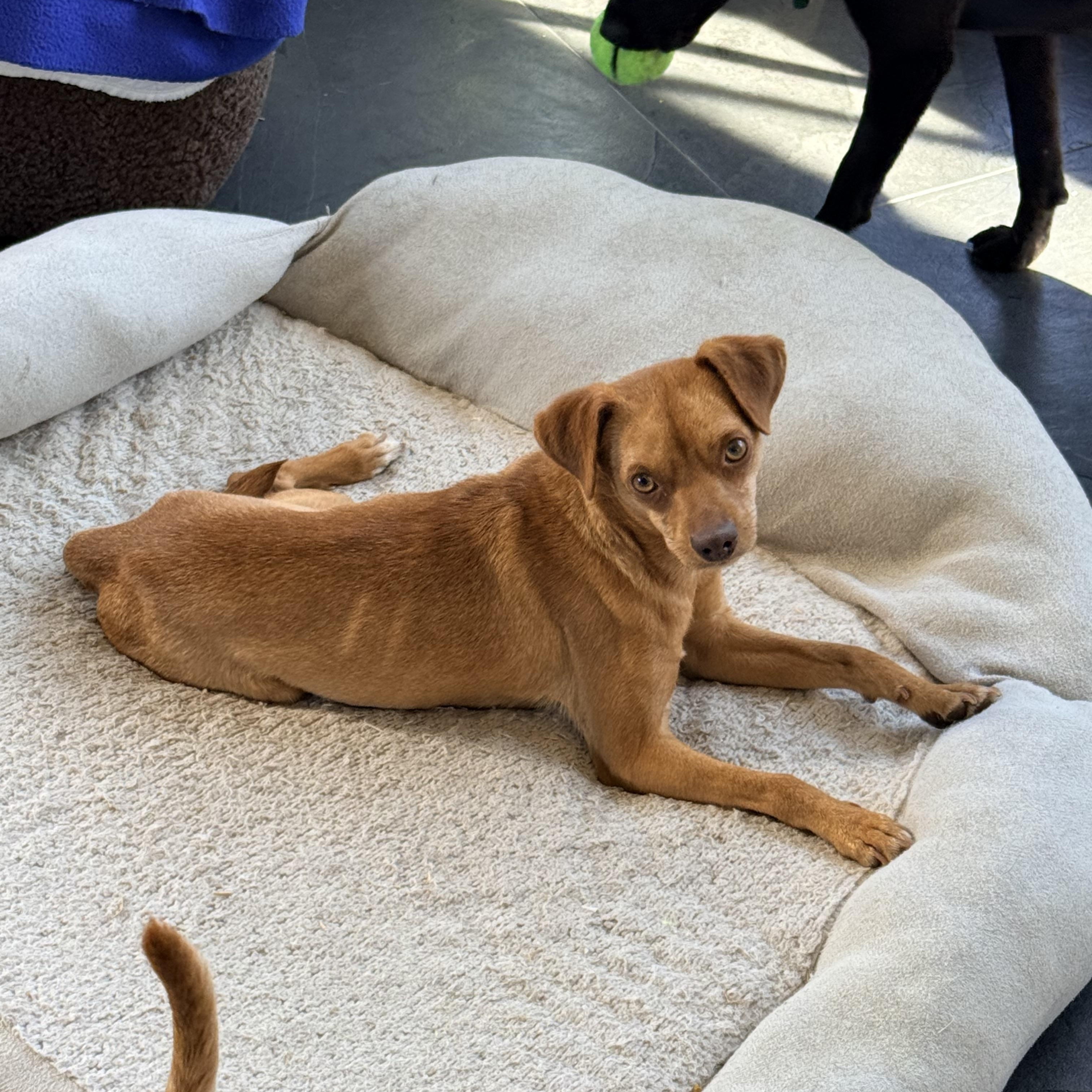 Enlarge SAMMY, a ADOPTABLE mixed breed in los angeles, CA image 4/6