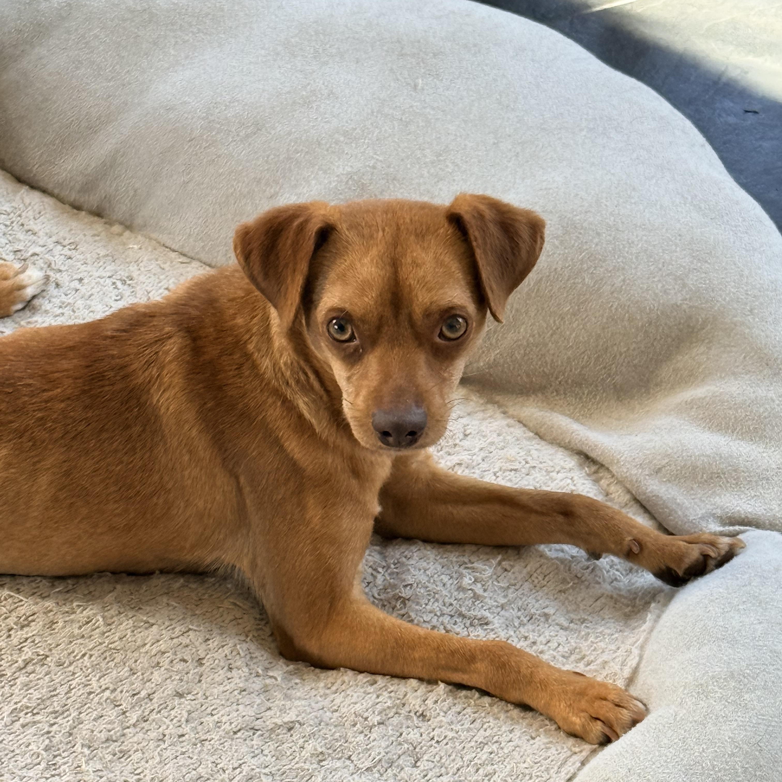 Enlarge SAMMY, a ADOPTABLE mixed breed in los angeles, CA image 3/6