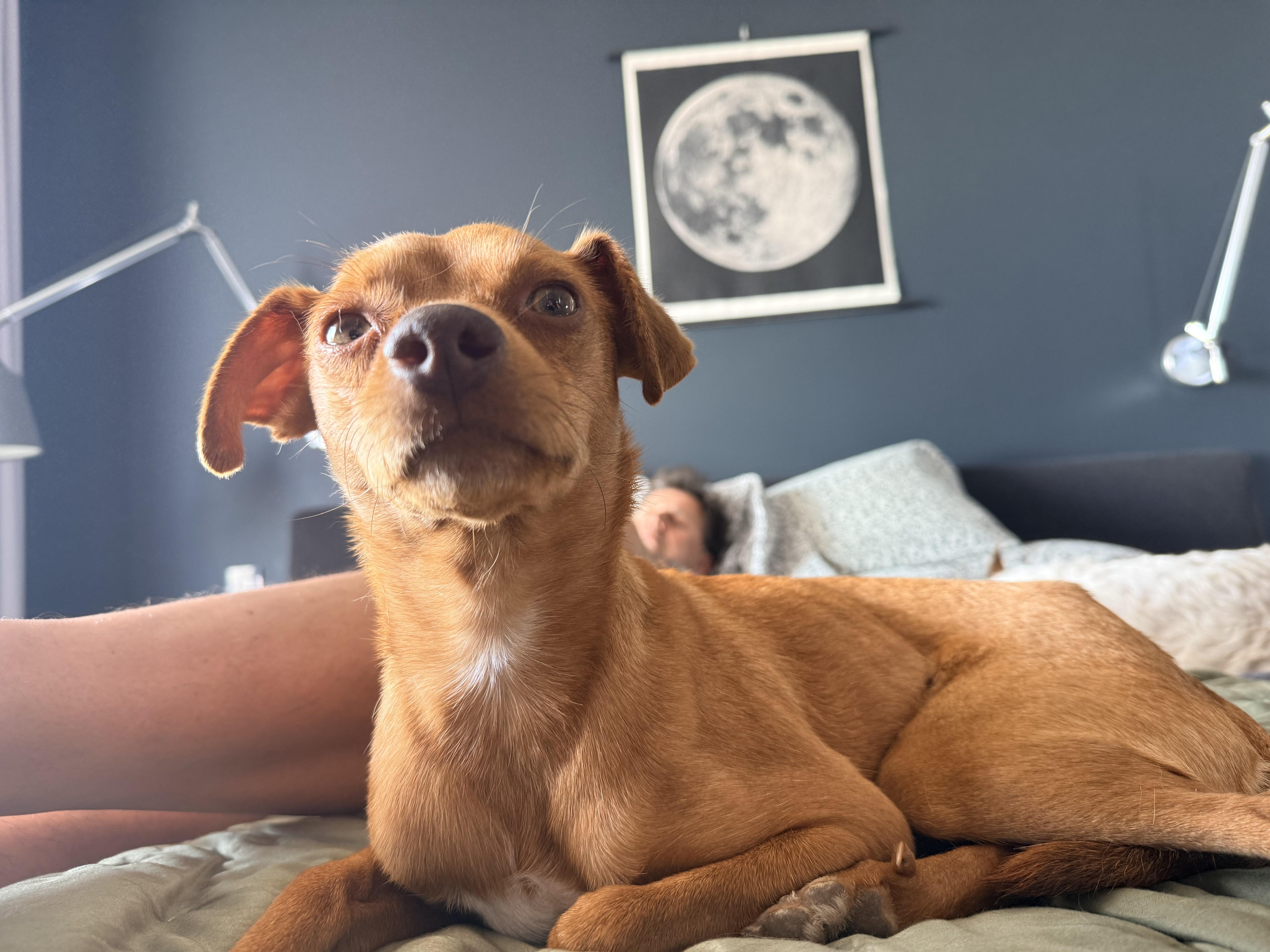 Enlarge SAMMY, a ADOPTABLE mixed breed in los angeles, CA image 1/6