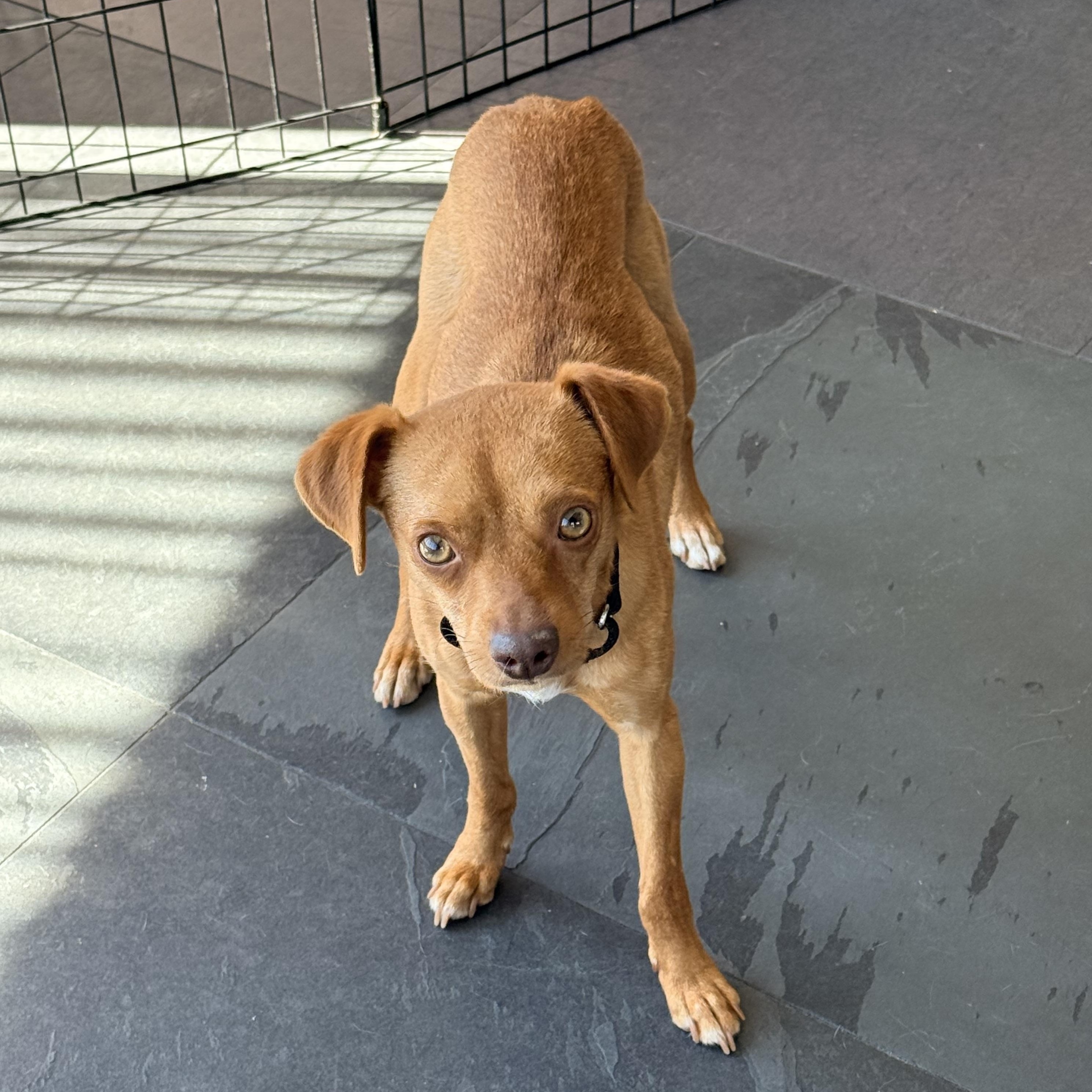 Enlarge SAMMY, a ADOPTABLE mixed breed in los angeles, CA image 5/6