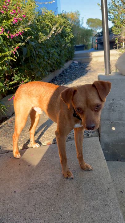 Enlarge SAMMY, a ADOPTABLE mixed breed in los angeles, CA video 6/6
