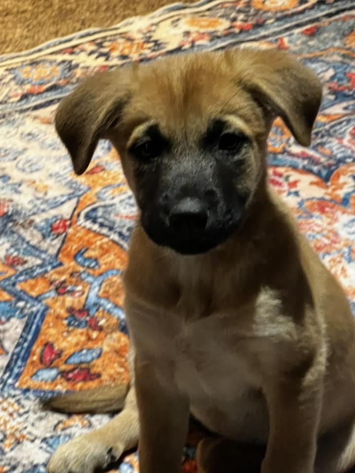 Enlarge Butter Pecan, a ADOPTABLE Mixed Breed in Racine, WI image 2/3