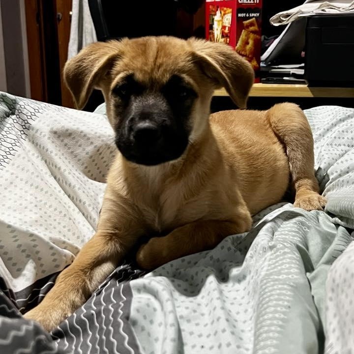 Enlarge Butter Pecan, a ADOPTABLE Mixed Breed in Racine, WI image 1/3