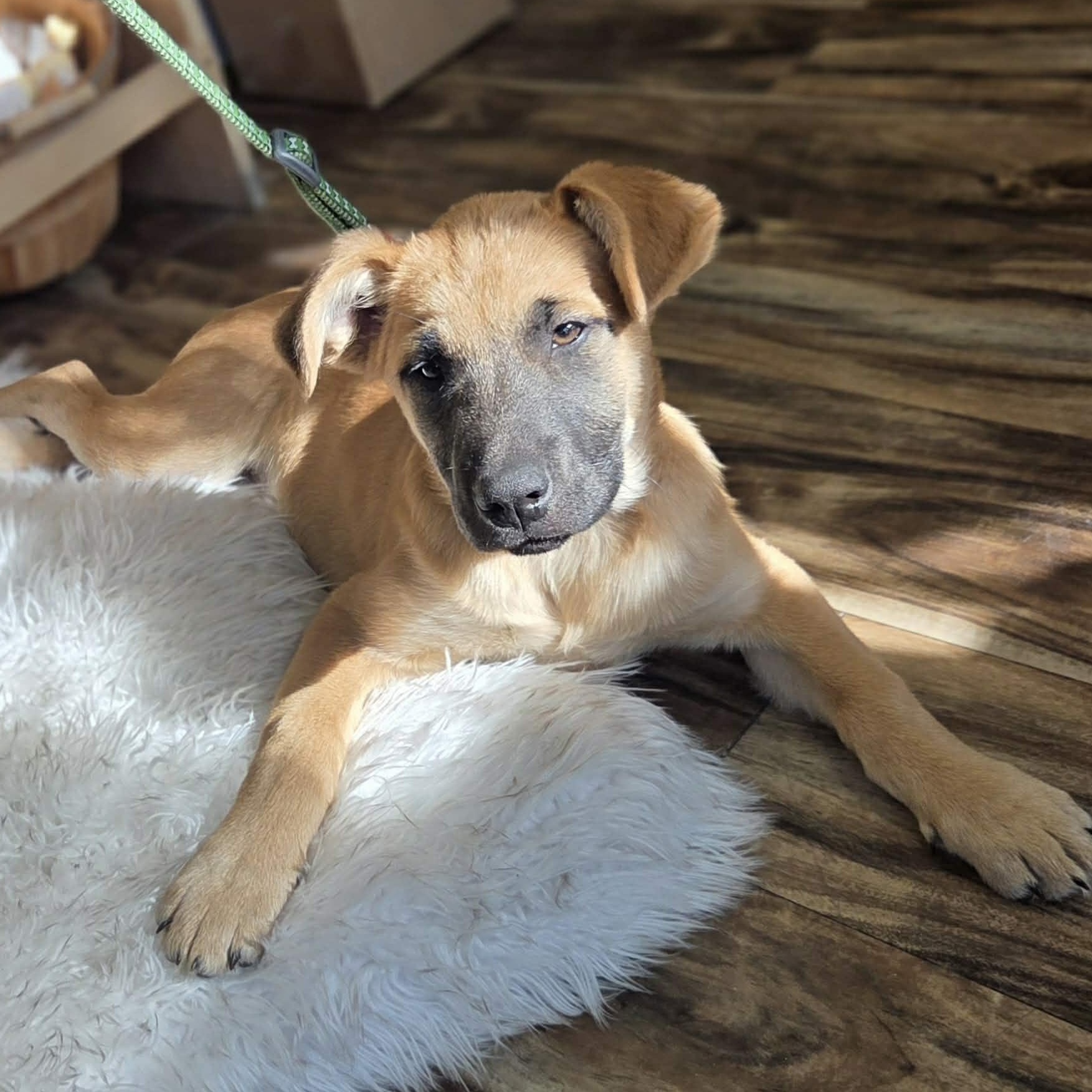 Butter Pecan, an adopted Mixed Breed in Racine, WI image 1/5