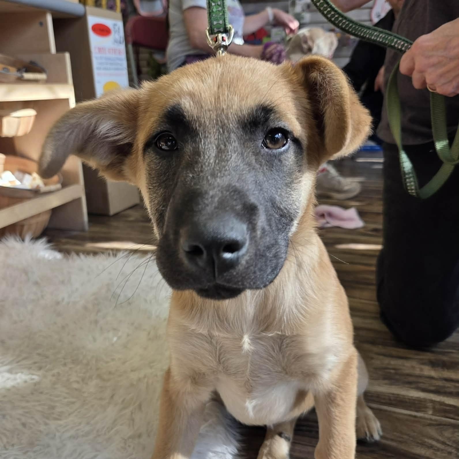 Butter Pecan, an adopted Mixed Breed in Racine, WI image 2/5