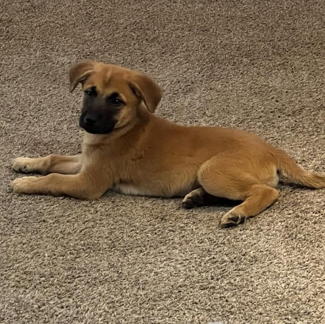 Enlarge Butter Pecan, a ADOPTABLE Mixed Breed in Racine, WI image 3/3