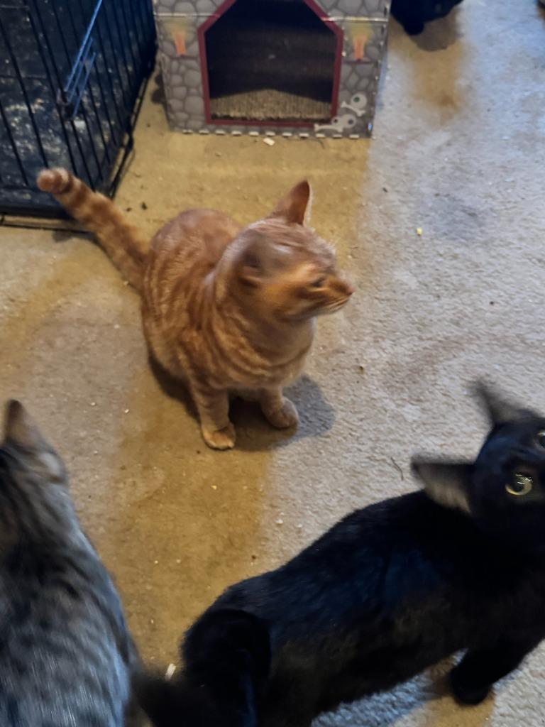 Pineki / Meili, Adoptable, Young Male Domestic Short Hair.