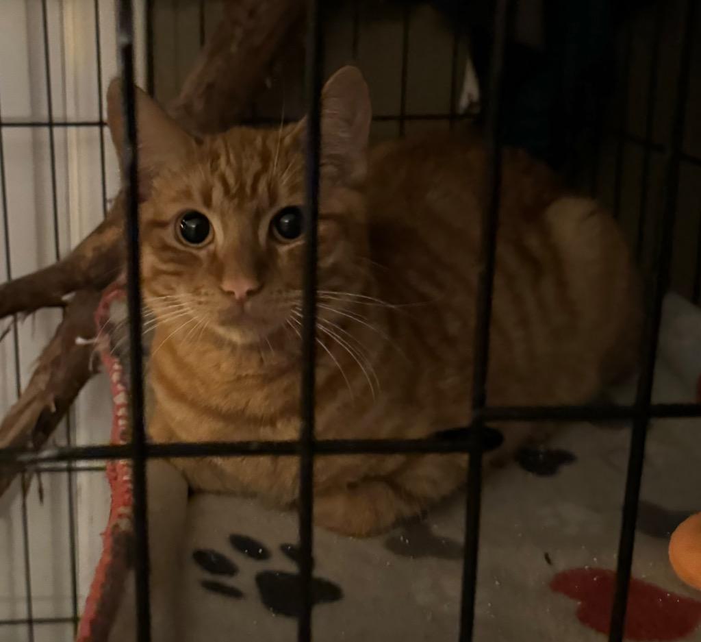 Pineki / Meili, a Adoptable mixed breed in Brainardsville, NY image 2/3