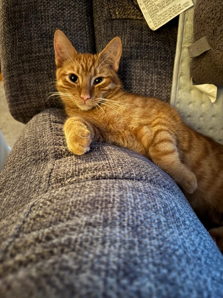 Pineki / Meili, a Adoptable mixed breed in Brainardsville, NY image 3/3